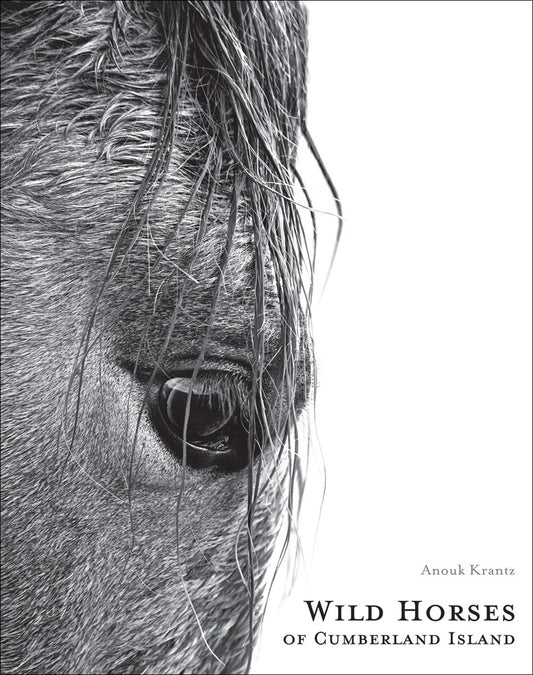 Wild Horses of the Cumberland Island