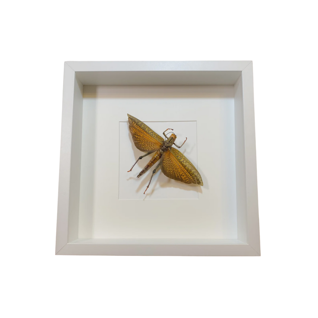 Tropidacris Dux (Giant Red Winged Hopper)