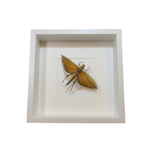 Tropidacris Dux (Giant Red Winged Hopper)
